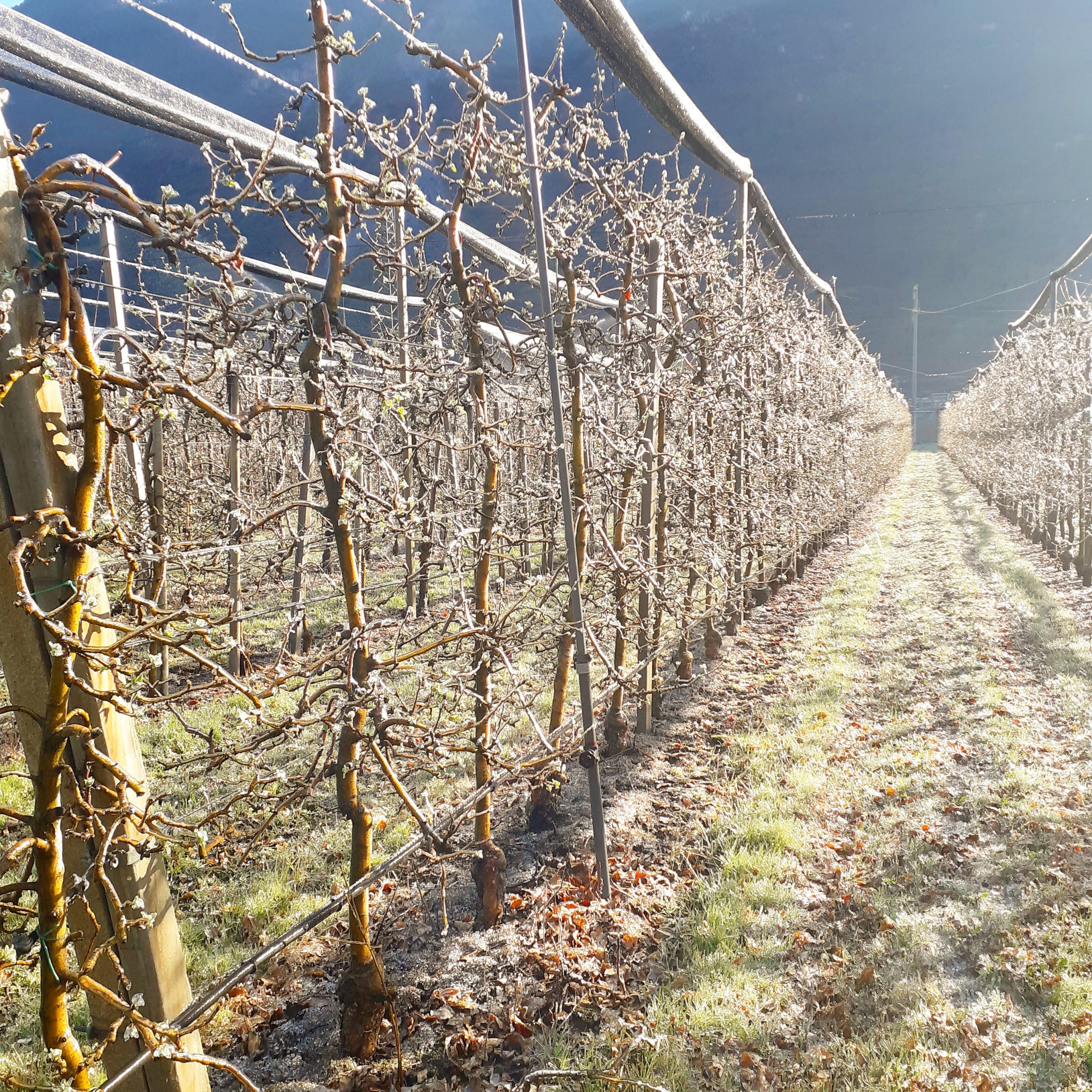 IMG_20200324_090704_014