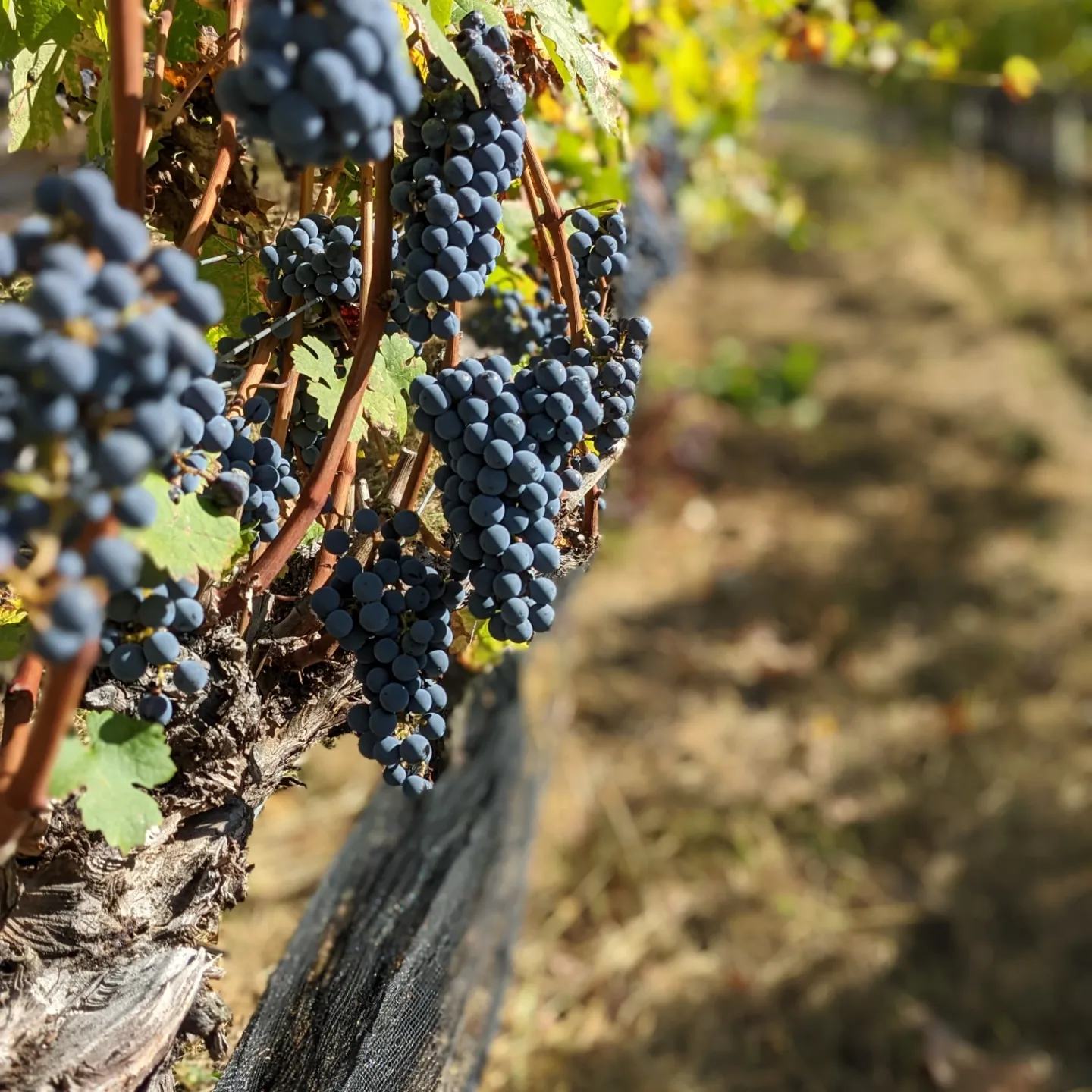 IMG_20221007_132328_542 (2)